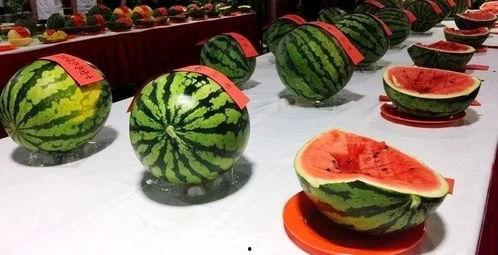 吃瓜大赛在线,一场全民参与的美食盛宴 第3张 吃瓜大赛在线,一场全民参与的美食盛宴 第3张