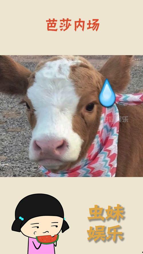 娱乐吃瓜酱猪猪侠,吃瓜酱带你领略猪猪侠的欢乐世界 第3张 娱乐吃瓜酱猪猪侠,吃瓜酱带你领略猪猪侠的欢乐世界 第3张