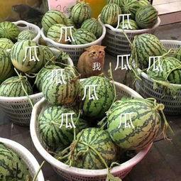 吃瓜娱乐号怎么做,如何轻松成为热门话题制造者 第3张 吃瓜娱乐号怎么做,如何轻松成为热门话题制造者 第3张