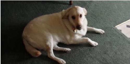 娱乐吃瓜酱狗吃鸡 第2张 娱乐吃瓜酱狗吃鸡 第2张